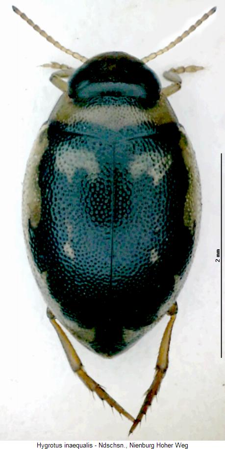 hygrotus_inaequalis_hab.jpg