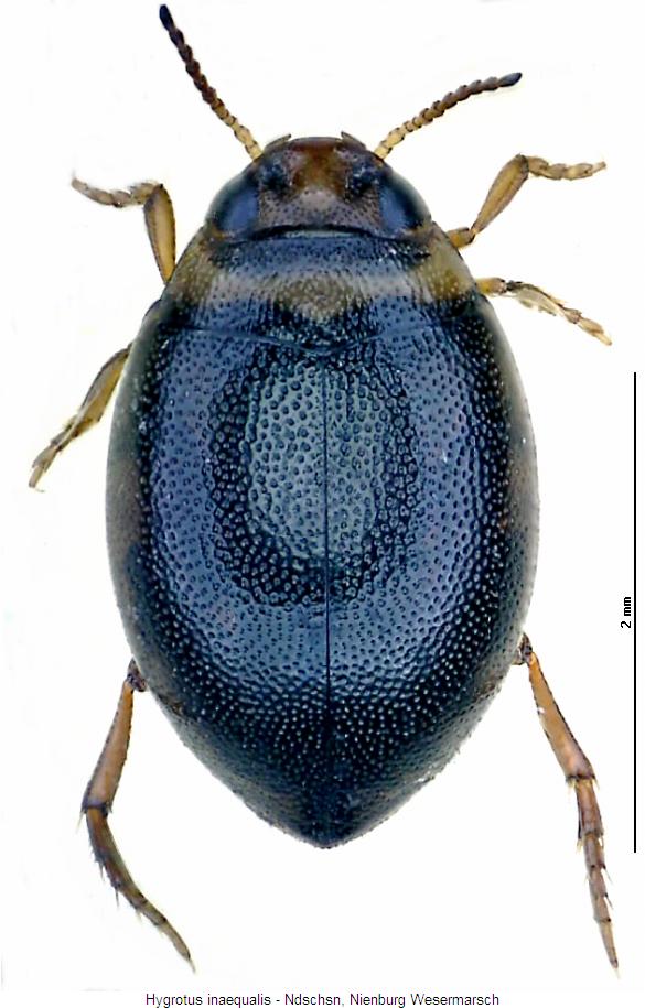 hygrotus_inaequalis_hab2.jpg