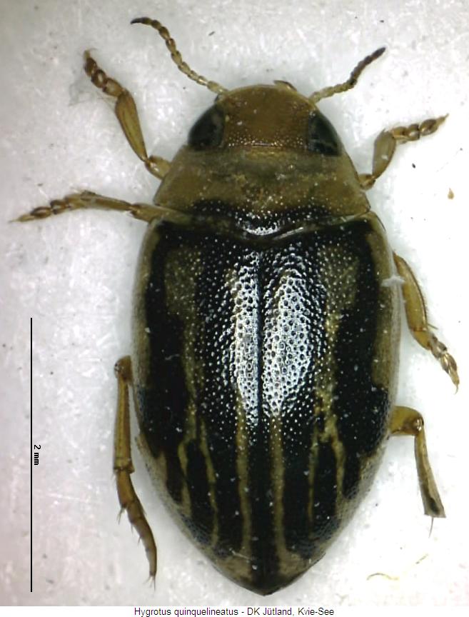 hygrotus_quinquelineatus_hab.jpg