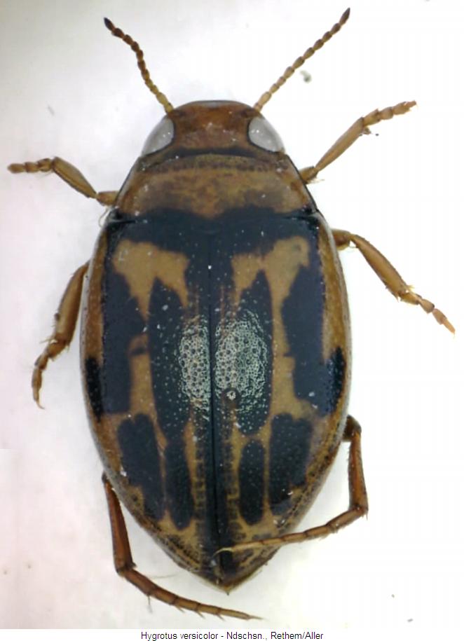 hygrotus_versicolor_hab.jpg