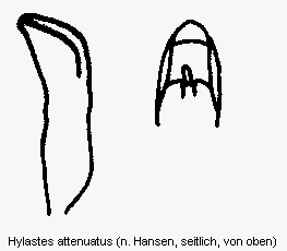 hylastes_attenuatus.gif