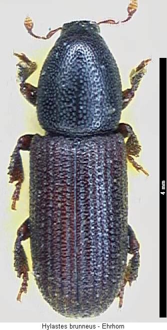 hylastes_brunneus_hab.jpg