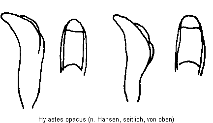 hylastes_opacus.gif