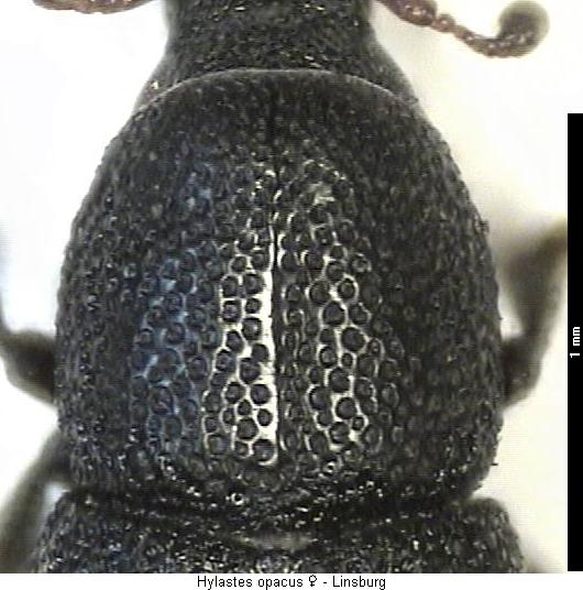 hylastes_opacus_hsch.jpg