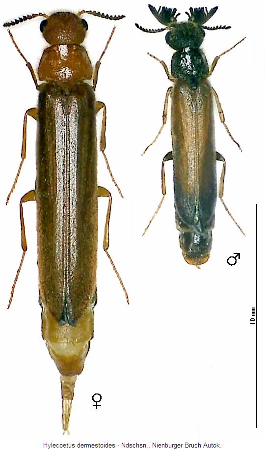 hylecoetus_dermestoides_hab.jpg