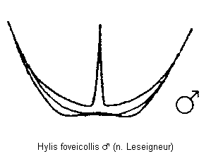 hylis_foveicollis_hlb.gif