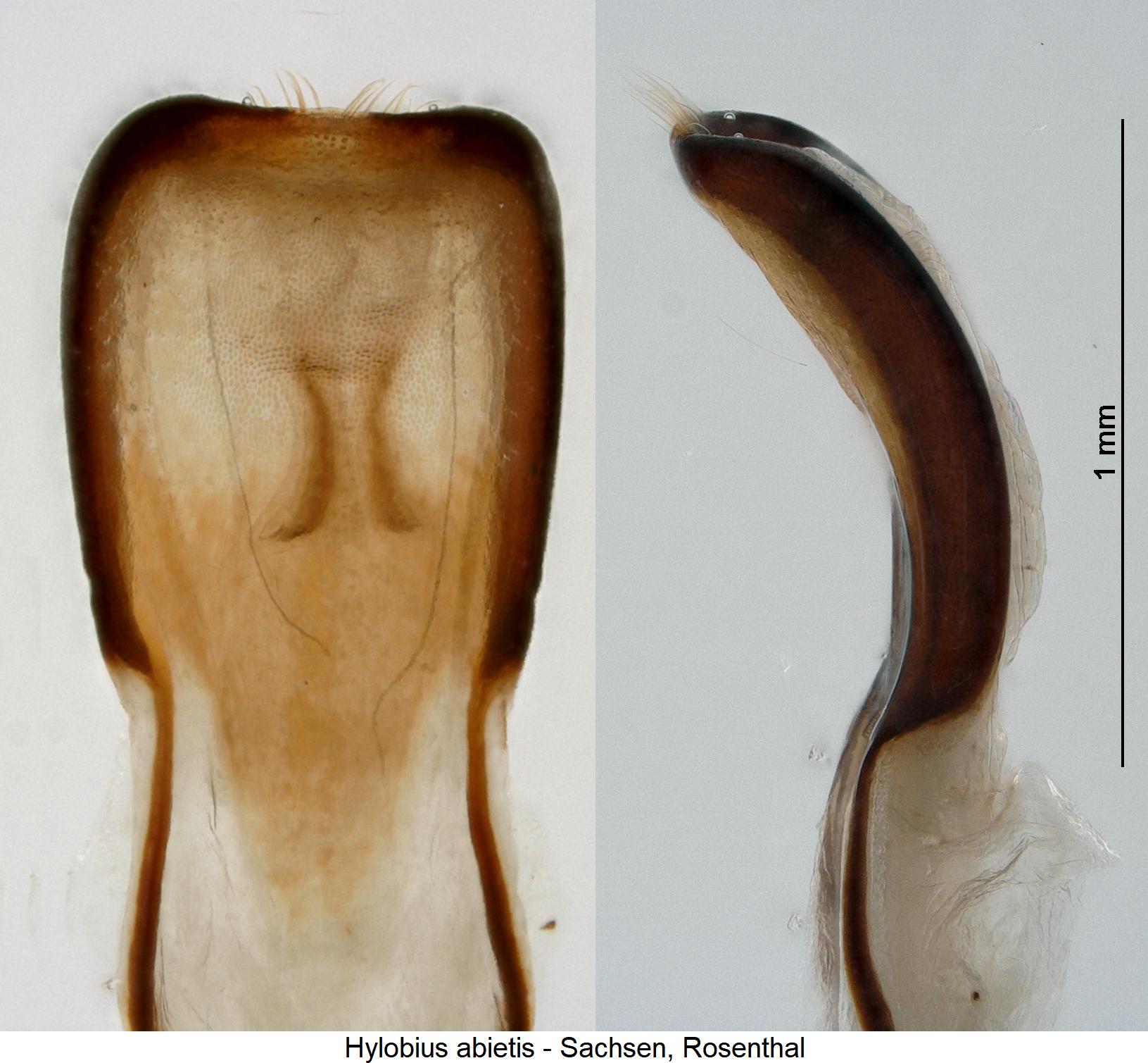 hylobius_abietis.jpg