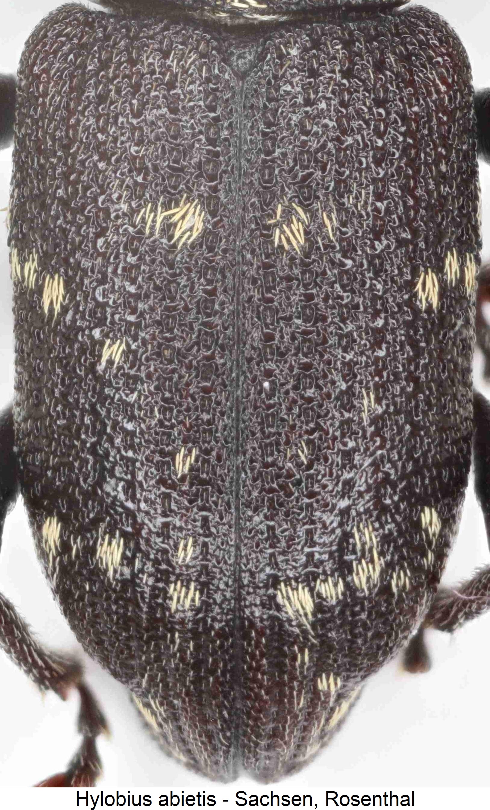 hylobius_abietis_fld.jpg