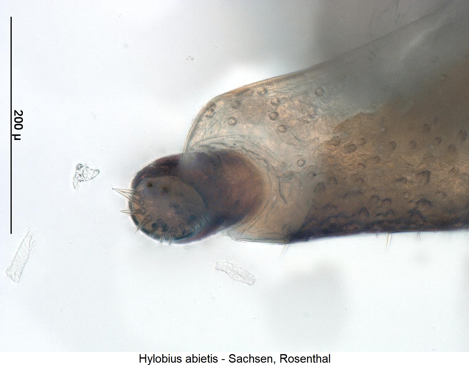 hylobius_abietis_ovi.jpg