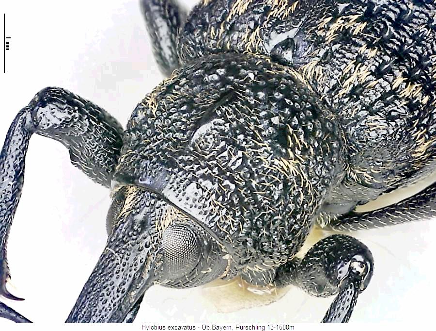 hylobius_excavatus_vk.jpg