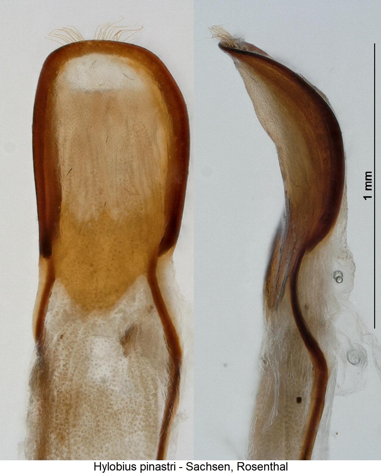 hylobius_pinastri.jpg