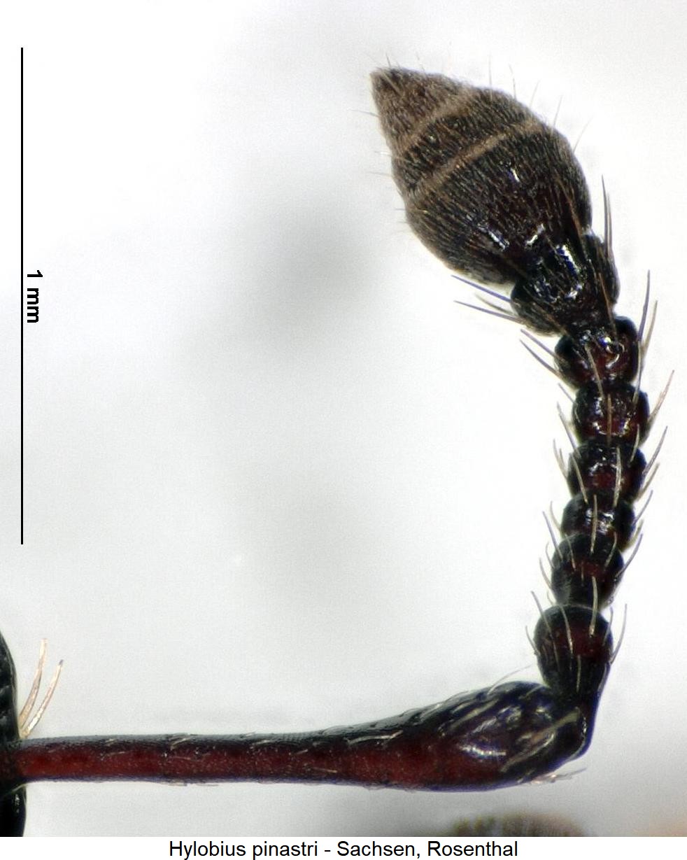 hylobius_pinastri_f.jpg