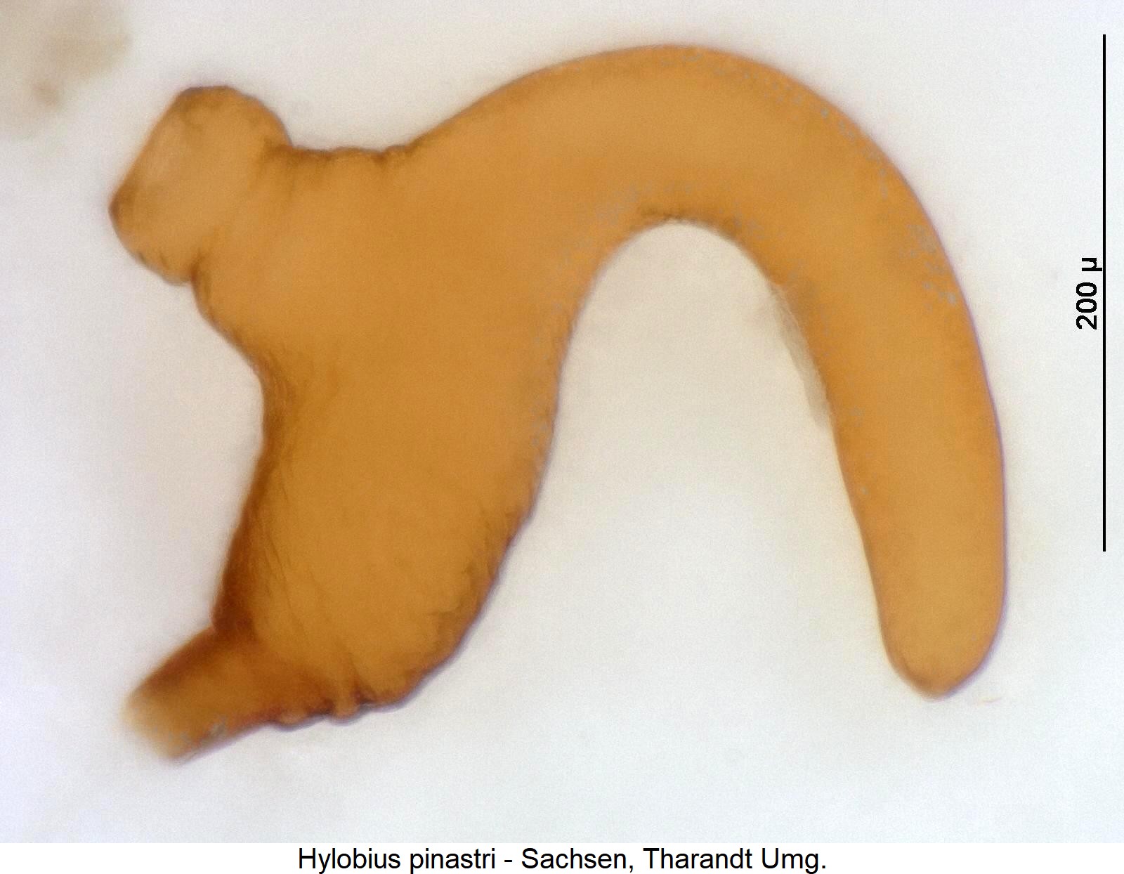 hylobius_pinastri_sperm1.jpg