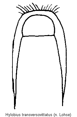 hylobius_transversovittatus.gif