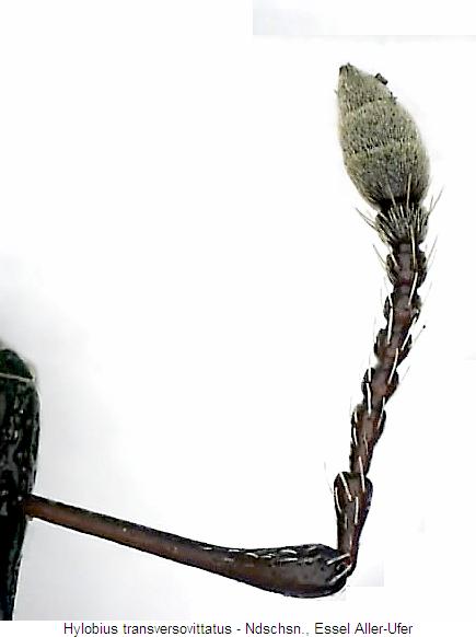 hylobius_transversovittatus_f.jpg