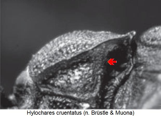 hylochares_cruentatus_hsch_sa.jpg