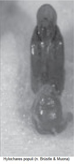 hylochares_populi.jpg