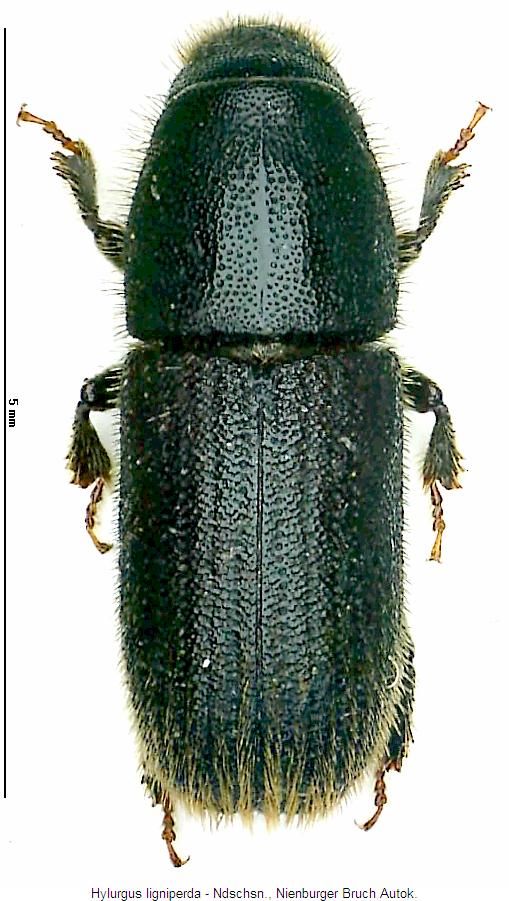 hylurgus_ligniperda_hab.jpg