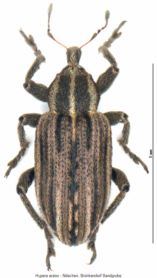 hypera_arator_hab.jpg
