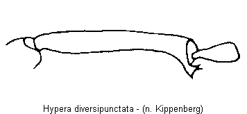 hypera_diversipunctata_hschn.gif