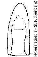 hypera_egregia.gif