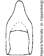 hypera_fornicata.gif