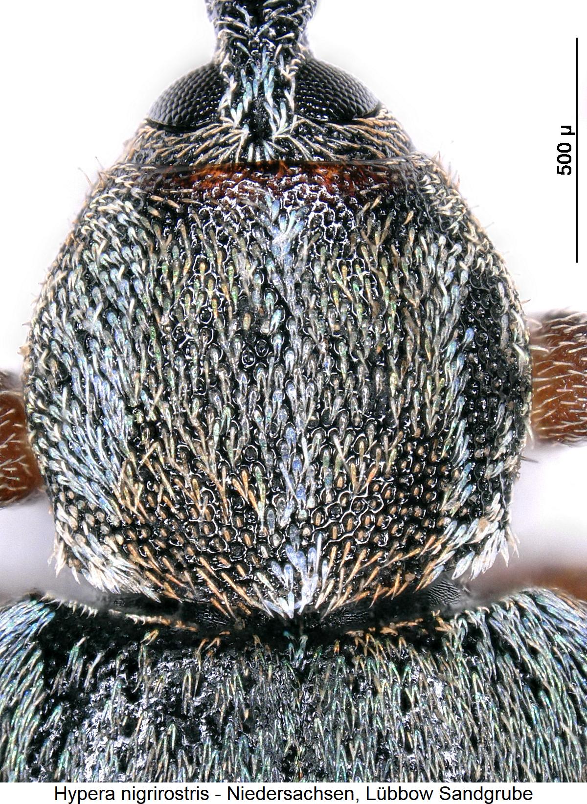 hypera_nigrirostris_hsch.jpg