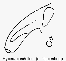 hypera_pandellei_ruessel.gif