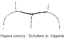 hypera_rumicis_schultern.gif