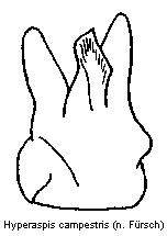 hyperaspis_campestris.gif