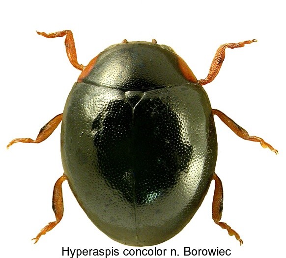 hyperaspis_concolor_hab.jpg