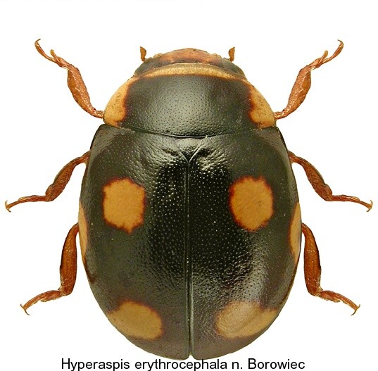 hyperaspis_erythrocephala_hab.jpg
