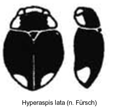 hyperaspis_lata_hab.jpg