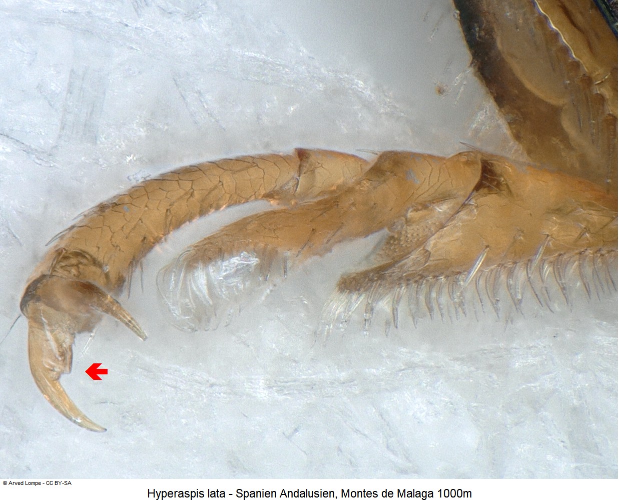 hyperaspis_lata_htr.jpg