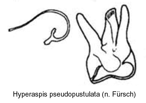 hyperaspis_pseudopustulata_bl.jpg