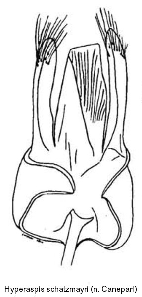 hyperaspis_schatzmayri_bl.jpg