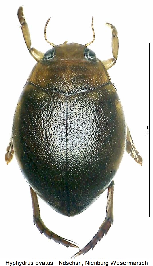 hyphydrus_ovatus_hab.jpg