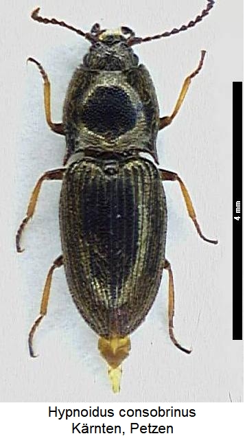 hypnoidus_consobrinus_hab.jpg