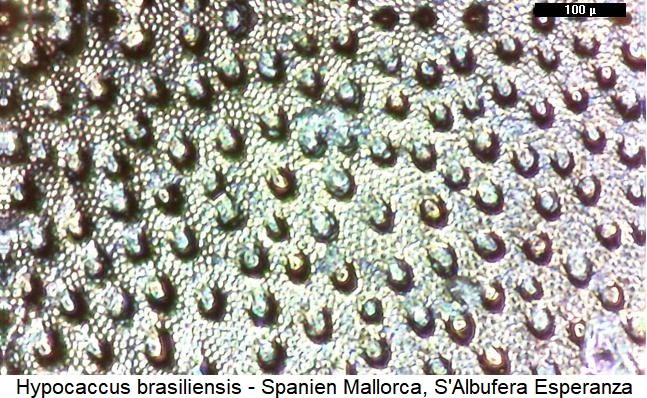 hypocaccus_brasiliensis_ms.jpg