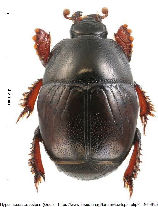 hypocaccus_crassipes_hab.jpg
