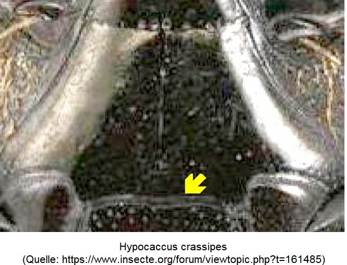 hypocaccus_crassipes_hbr.jpg