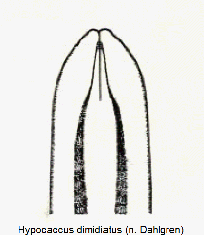 hypocaccus_dimidiatus-1.gif