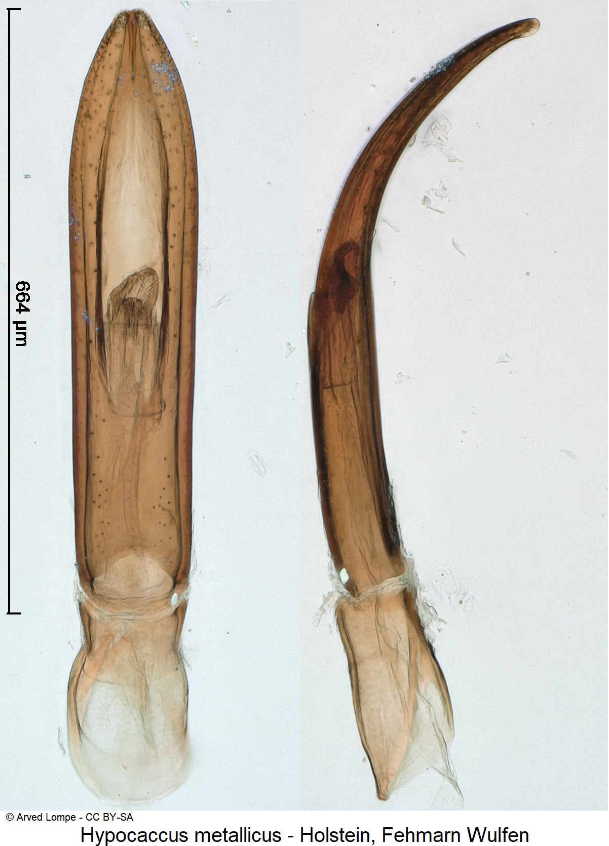 hypocaccus_metallicus_ck3451.jpg