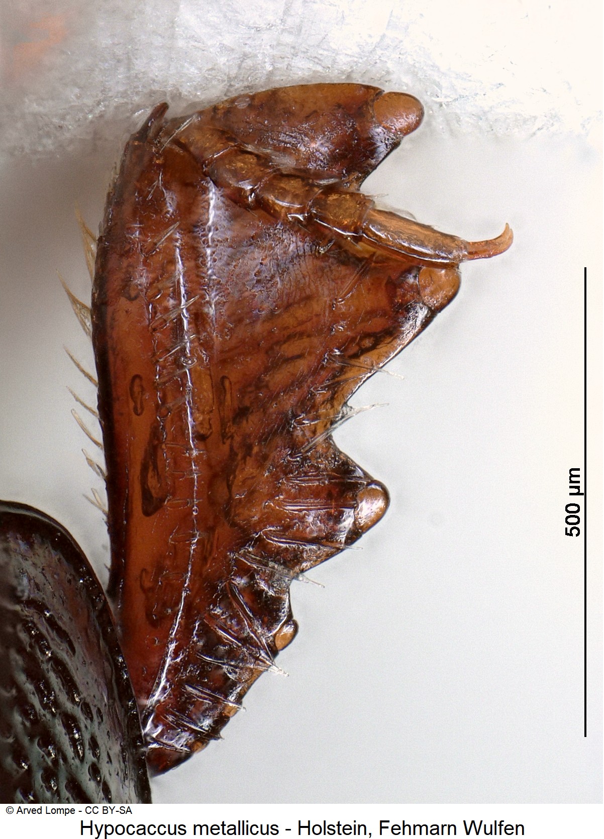 hypocaccus_metallicus_ck3451_vschn.jpg