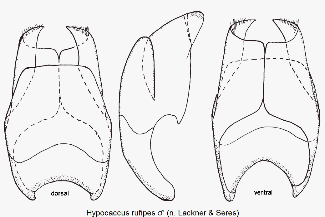 hypocaccus_rufipes_m_segmentviii.gif