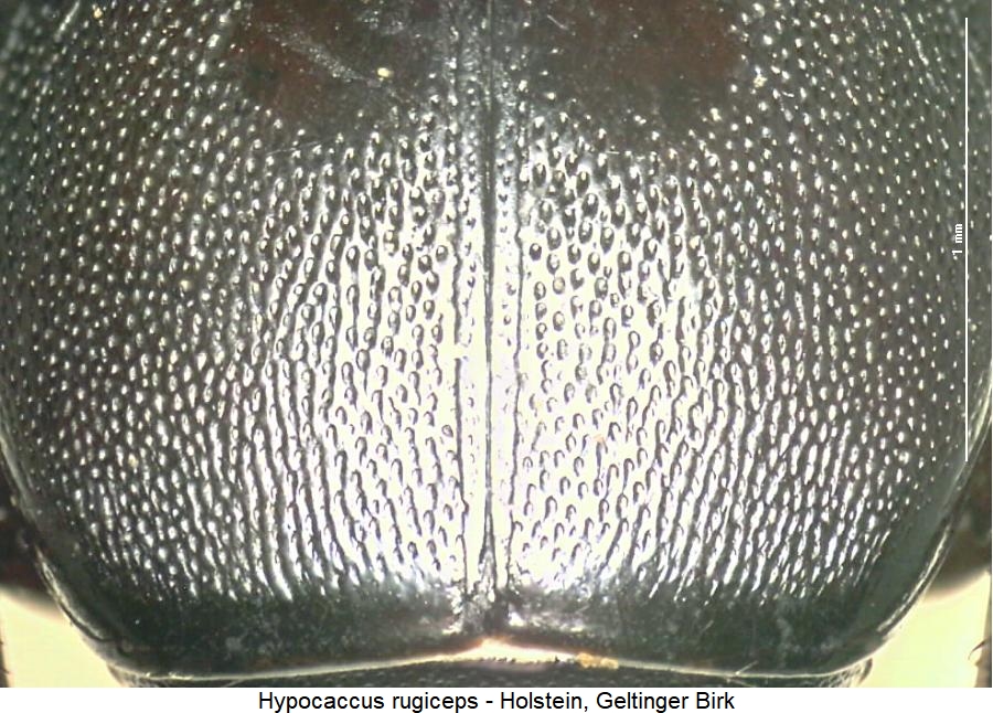 hypocaccus_rugiceps_fld.jpg