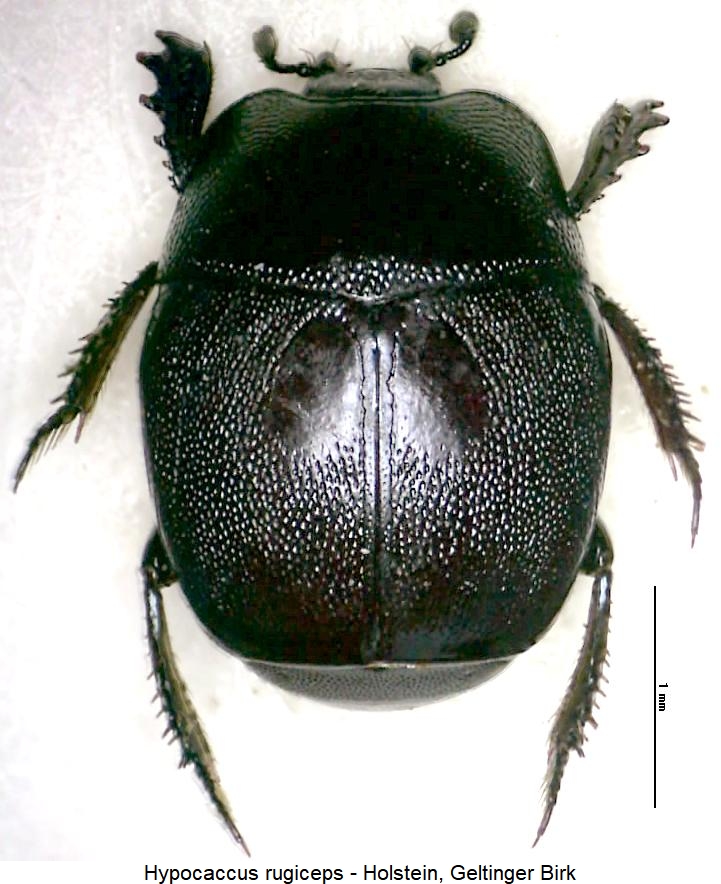hypocaccus_rugiceps_hab.jpg