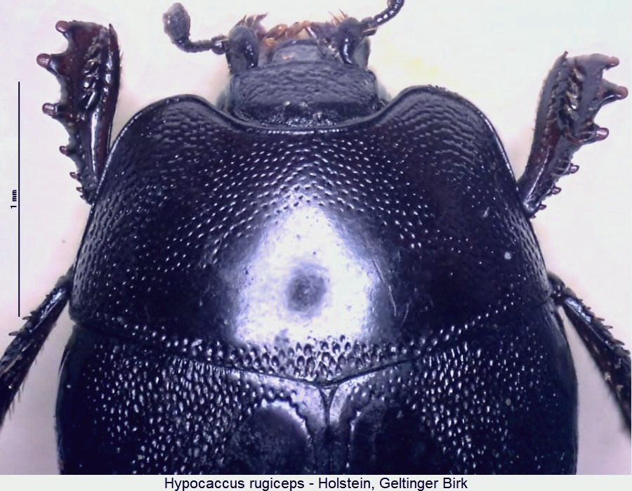 hypocaccus_rugiceps_vk.jpg