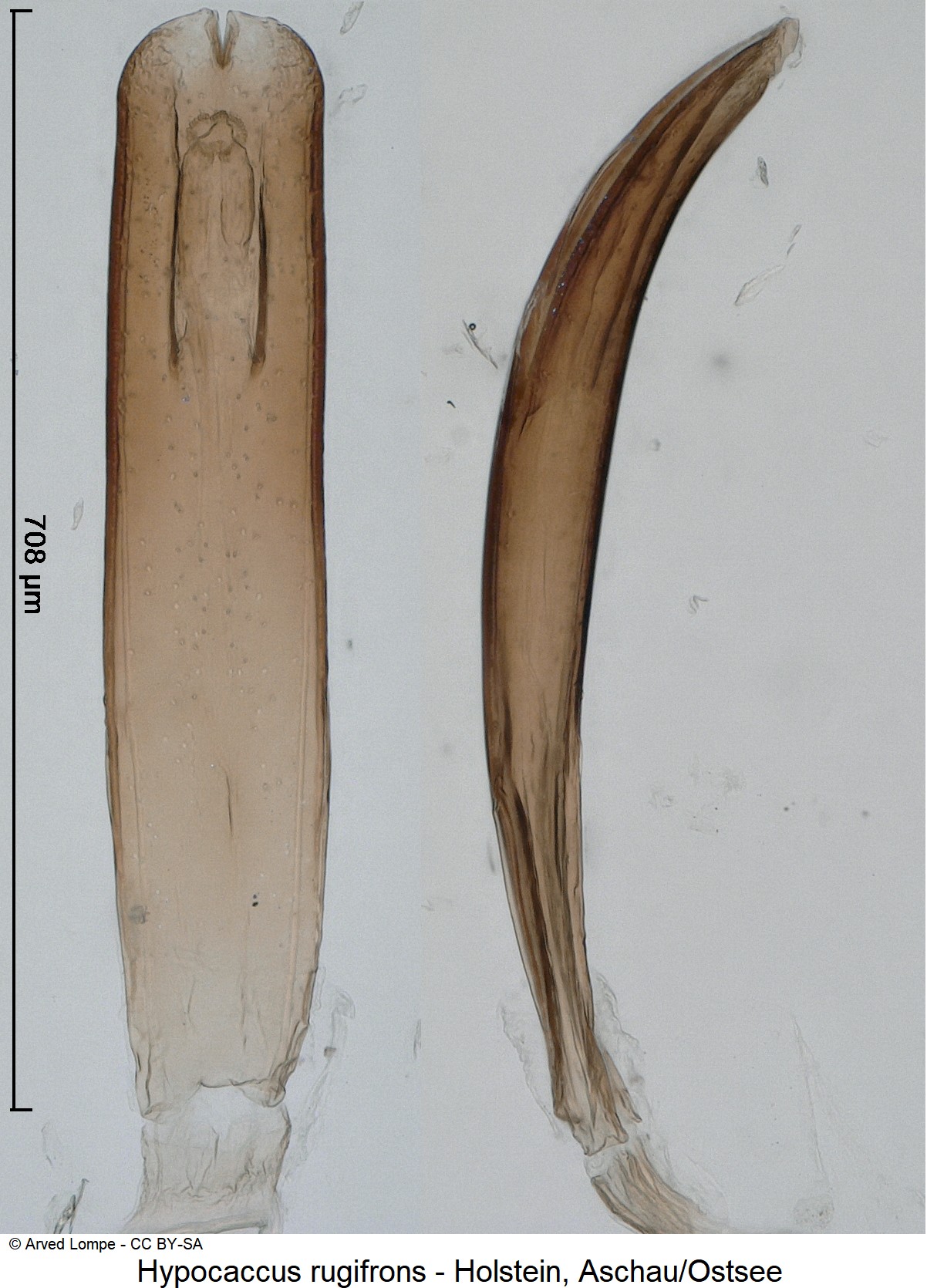 hypocaccus_rugifrons_ck3448.jpg