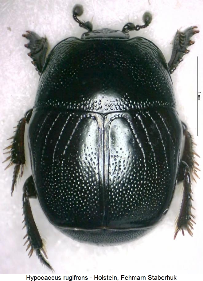hypocaccus_rugifrons_hab.jpg